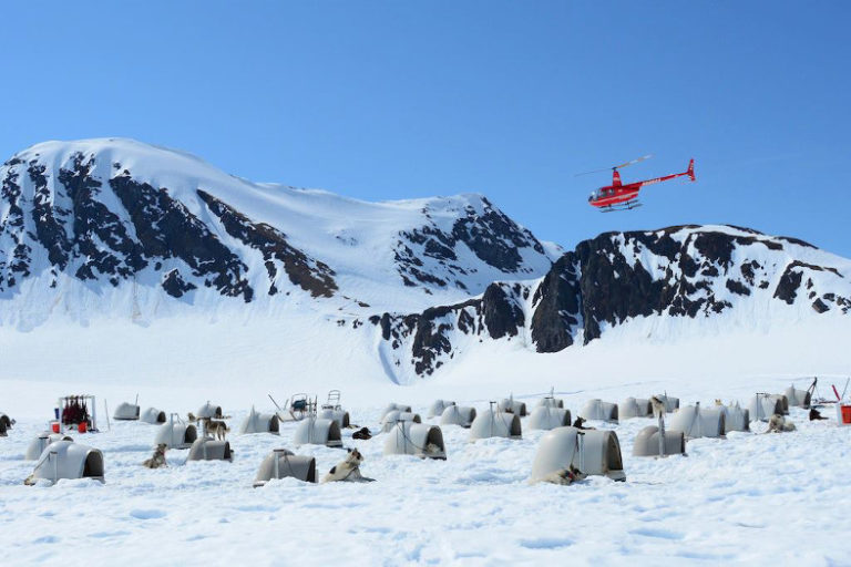 Girdwood Alaska Glacier Dog Sled Tour Seavey's IdidaRide Dog Sled Tours