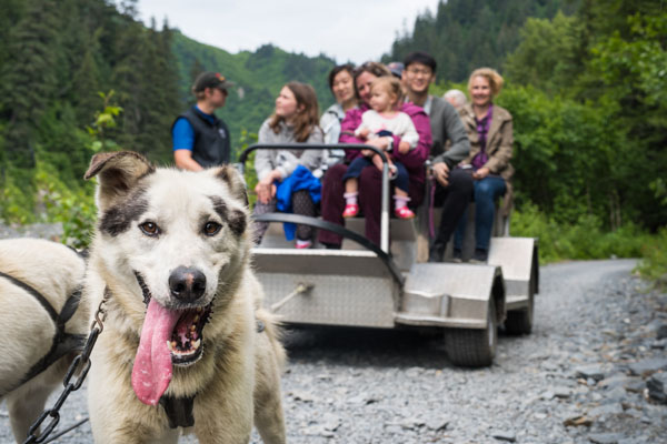 Husky sled with store wheels