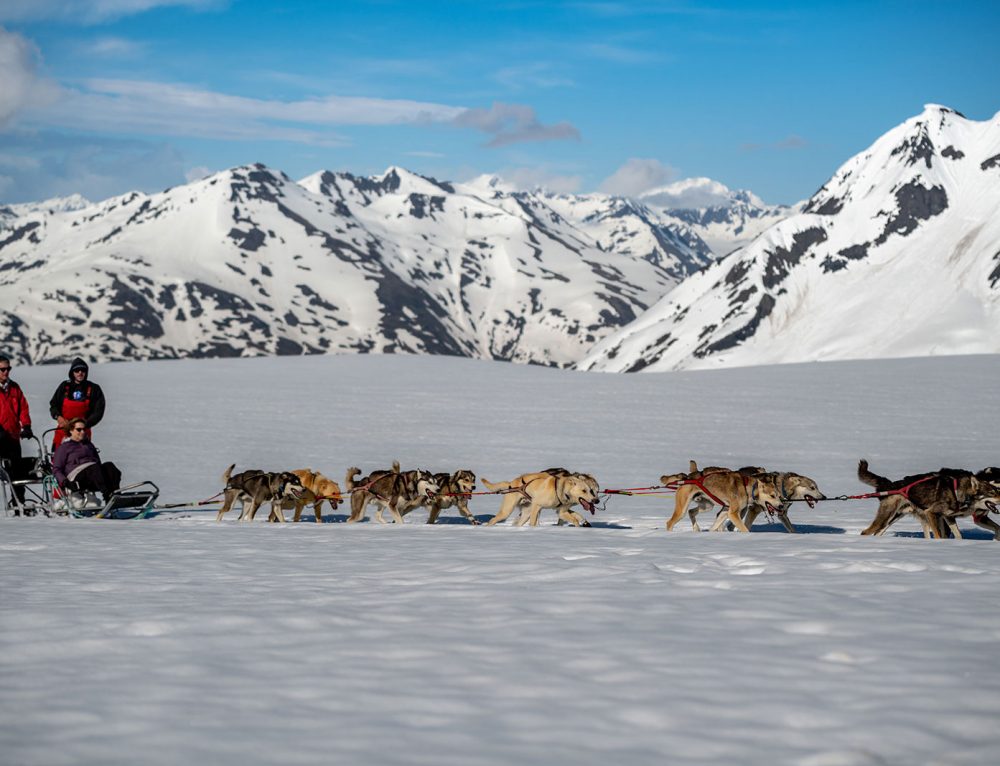 Dog Sled Facts and Figures - Seavey's IdidaRide Dog Sled Tours